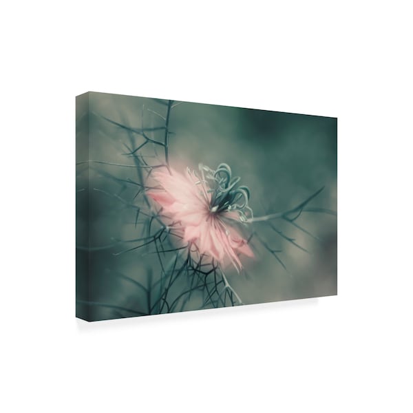 Heidi Westum 'The Virgin Pink Flower' Canvas Art,30x47